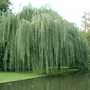 Kép 3/4 - Salix alba 'Tristis' / Fehér fűzfa