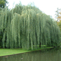 Kép 2/4 - Salix alba 'Tristis' / Fehér fűzfa