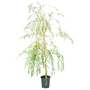 Kép 1/4 - Salix alba 'Tristis' / Fehér fűzfa