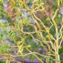 Kép 4/4 - Salix babylonica var. pekinensis 'Tortuosa' / Csavart fűzfa