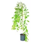 Kép 1/2 - Salix caprea 'Kilmarnock' ('Pendula') / Csüngő barkafűz (tm.: 120 cm)
