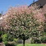 Kép 2/2 - Salix x integra 'Hakuro-nishiki' / Tarka levelű japán fűz fa (törzsmagasság: 130 cm)
