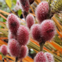 Kép 2/3 - Salix gracilistyla 'Mount Aso' / Rózsaszín barkafűz