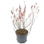 Kép 1/3 - Salix gracilistyla 'Mount Aso' / Rózsaszín barkafűz cserje
