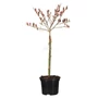 Kép 1/3 - Salix gracilistyla 'Mount Aso' / Rózsaszín barkafűz