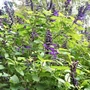 Kép 2/2 - Salvia 'Amistad' / Zsálya