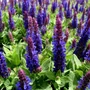 Kép 2/2 - Salvia nemorosa 'Apex Blue' / Sötétkék virágú ligeti zsálya