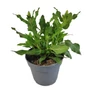 Kép 1/2 - Salvia nemorosa 'Apex Blue' / Sötétkék virágú ligeti zsálya