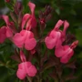 Kép 2/2 - Salvia 'Arctic Blaze Fuchsia' / Zsálya
