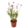 Kép 1/2 - Salvia 'Arctic Blaze Fuchsia' / Zsálya