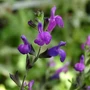 Kép 2/2 - Salvia 'Arctic Blaze Purple' / Zsálya