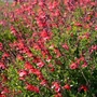 Kép 2/2 - Salvia 'Arctic Blaze Red' / Zsálya
