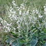 Kép 2/2 - Salvia argentea / Ezüst zsálya