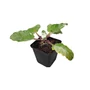 Kép 1/2 - Salvia argentea / Ezüst zsálya