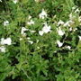 Kép 2/2 - Salvia greggii 'Gletsjer' / Őszi zsálya