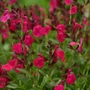 Kép 2/2 - Salvia greggii 'Mirage Cherry Red' / Piros virágú őszi zsálya