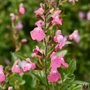 Kép 2/2 - Salvia greggii 'Mirage Pink' / Rózsaszín virágú őszi zsálya