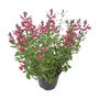 Kép 1/2 - Salvia greggii 'Mirage Pink' / Rózsaszín virágú őszi zsálya