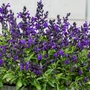 Kép 2/2 - Salvia greggii 'Mirage Violet' / Lila virágú őszi zsálya