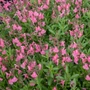 Kép 2/3 - Salvia greggii 'Pink Lips' / Őszi zsálya