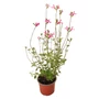 Kép 1/3 - Salvia greggii 'Pink Lips' / Őszi zsálya