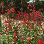 Kép 2/2 - Salvia greggii 'Royal Bumble' / Őszi zsálya
