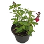 Kép 1/2 - Salvia greggii 'Cherry Lips' / Őszi zsálya