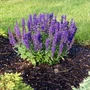Kép 2/3 - Salvia nemorosa 'Merleau Blue' / Sötétkék virágú ligeti zsálya
