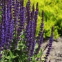 Kép 3/3 - Salvia nemorosa 'Merleau Blue' / Sötétkék virágú ligeti zsálya