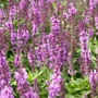 Kép 2/2 - Salvia nemorosa 'Merleau Rose' / Rózsaszín virágú ligeti zsálya