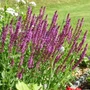 Kép 2/2 - Salvia nemorosa 'Apex Pink' / Rózsaszín virágú ligeti zsálya