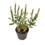 Kép 1/2 - Salvia nemorosa 'Schneehügel' / Fehér virágú ligeti zsálya