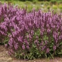 Kép 2/2 - Salvia nemorosa 'Sensation Compact Rose' / Rózsaszín virágú ligeti zsálya