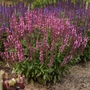 Kép 2/2 - Salvia nemorosa 'New Dimension Rose' / Rózsaszín virágú ligeti zsálya