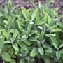 Kép 3/3 - Salvia officinalis / Orvosi zsálya