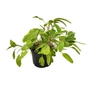 Kép 1/2 - Salvia officinalis 'Icterina' / Sárga - tarka levelű orvosi zsálya