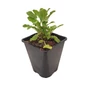 Kép 1/2 - Salvia officinalis / Orvosi zsálya