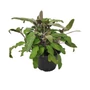 Kép 1/2 - Salvia officinalis 'Purpurascens' / Bordó levelű orvosi zsálya
