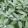 Kép 2/2 - Salvia officinalis 'Würzburg' / Orvosi zsálya