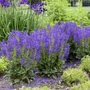 Kép 2/2 - Salvia pratensis 'Fashionista Midnight Model' / Mezei zsálya