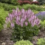 Kép 2/2 - Salvia pratensis 'Fashionista Pretty in Pink' / Mezei zsálya