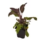 Kép 1/2 - Salvia officinalis 'Purpurascens' / Bordó levelű orvosi zsálya