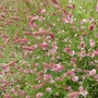 Kép 2/2 - Sanguisorba officinalis 'Pink Tanna' / Őszi vérfű