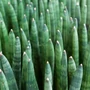 Kép 2/2 - Sansevieria cylindrica / Hengeres anyósnyelv