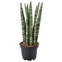 Kép 1/2 - Sansevieria cylindrica / Hengeres anyósnyelv