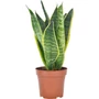 Kép 1/3 - Sansevieria trifasciata 'Futura Superba' / Anyósnyelv