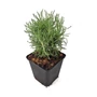 Kép 1/3 - Santolina chamaecyparissus 'Lambrook Silver' / Hamvas cipruska