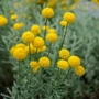 Kép 2/2 - Santolina chamaecyparissus 'Yellow Buttons' / Hamvas cipruska