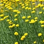 Kép 2/3 - Santolina rosmarinifolia / Zöld cipruska
