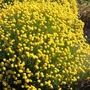 Kép 3/3 - Santolina rosmarinifolia / Zöld cipruska